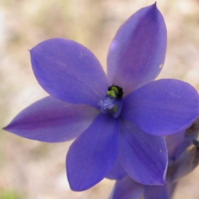 Thelymitra media (Tall Sun Orchid) at West Nowra, NSW - 21 Sep 2004 by AlanS