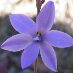 Thelymitra media at West Nowra, NSW - suppressed