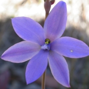 Thelymitra media at West Nowra, NSW - 21 Sep 2004