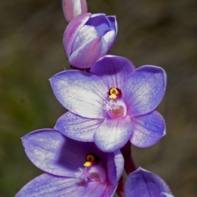 Thelymitra media (Tall Sun Orchid) at West Nowra, NSW - 3 Sep 2005 by AlanS