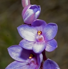 Thelymitra media (Tall Sun Orchid) at West Nowra, NSW - 2 Sep 2005 by AlanS