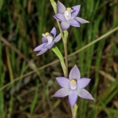 Thelymitra media (Tall Sun Orchid) at Callala Bay, NSW - 19 Oct 2012 by AlanS