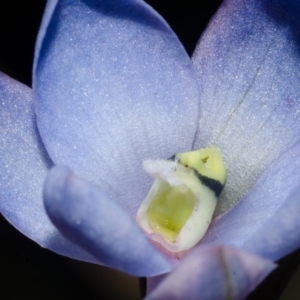 Thelymitra media at Callala Bay, NSW - suppressed