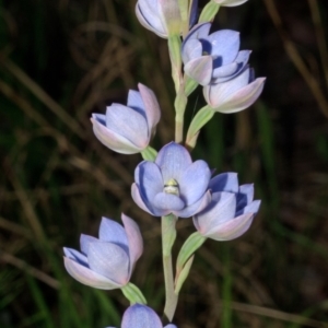 Thelymitra media at Callala Bay, NSW - suppressed