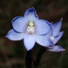 Thelymitra media at Callala Bay, NSW - suppressed