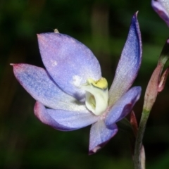 Thelymitra media (Tall Sun Orchid) at Sanctuary Point, NSW - 31 Oct 2015 by AlanS