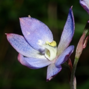 Thelymitra media at Sanctuary Point, NSW - suppressed