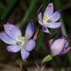 Thelymitra media at Sanctuary Point, NSW - suppressed