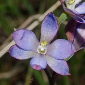 Thelymitra media at Sanctuary Point, NSW - suppressed