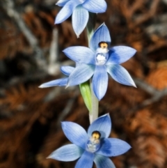 Thelymitra media (Tall Sun Orchid) at Vincentia, NSW - 22 Oct 2007 by AlanS