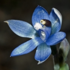 Thelymitra media at Vincentia, NSW - suppressed