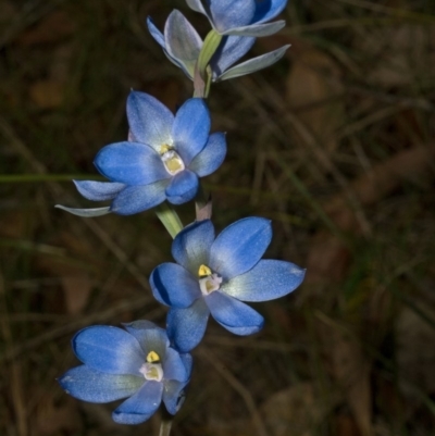 Thelymitra media (Tall Sun Orchid) at Vincentia, NSW - 28 Oct 2010 by AlanS