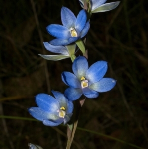 Thelymitra media at Vincentia, NSW - suppressed