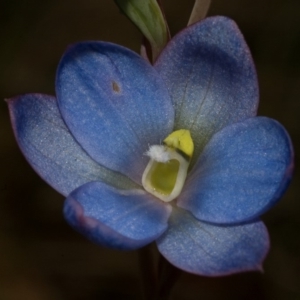 Thelymitra media at Vincentia, NSW - suppressed