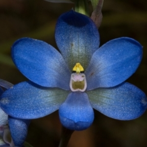 Thelymitra media at Vincentia, NSW - suppressed