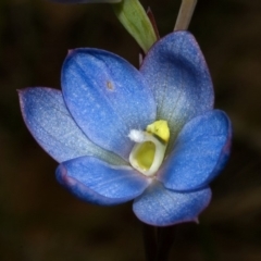 Thelymitra media at Vincentia, NSW - 29 Oct 2010