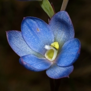 Thelymitra media at Vincentia, NSW - suppressed