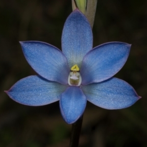 Thelymitra media at Comberton, NSW - 10 Oct 2010