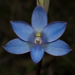 Thelymitra media (Tall Sun Orchid) at Comberton, NSW - 9 Oct 2010 by AlanS