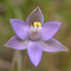 Thelymitra pauciflora (Slender Sun Orchid) at West Nowra, NSW - 31 Oct 2003 by AlanS