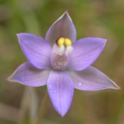 Thelymitra pauciflora (Slender Sun Orchid) at West Nowra, NSW - 30 Oct 2003 by AlanS
