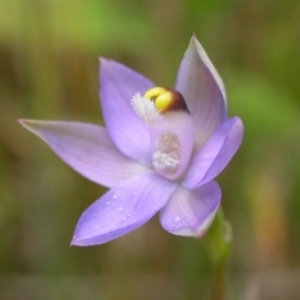 Thelymitra pauciflora at West Nowra, NSW - suppressed