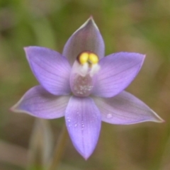 Thelymitra pauciflora at West Nowra, NSW - 31 Oct 2003