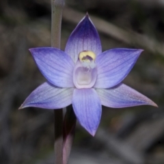 Thelymitra pauciflora (Slender Sun Orchid) at Jerrawangala, NSW - 18 Oct 2012 by AlanS
