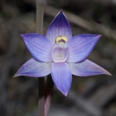 Thelymitra pauciflora (Slender Sun Orchid) at Jerrawangala, NSW - 19 Oct 2012 by AlanS