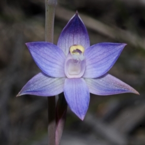 Thelymitra pauciflora at Jerrawangala, NSW - suppressed