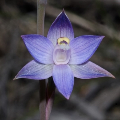 Thelymitra pauciflora (Slender Sun Orchid) at Jerrawangala, NSW - 18 Oct 2012 by AlanS