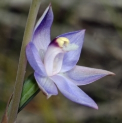 Thelymitra pauciflora at Jerrawangala, NSW - suppressed