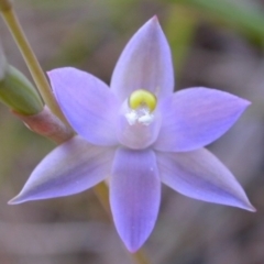 Thelymitra pauciflora (Slender Sun Orchid) at West Nowra, NSW - 20 Sep 2004 by AlanS