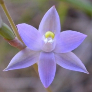 Thelymitra pauciflora at West Nowra, NSW - 21 Sep 2004