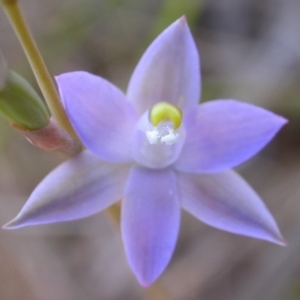 Thelymitra pauciflora at West Nowra, NSW - suppressed