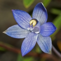 Thelymitra pauciflora (Slender Sun Orchid) at Yerriyong, NSW - 1 Oct 2005 by AlanS