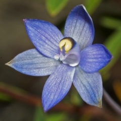 Thelymitra pauciflora (Slender Sun Orchid) at Yerriyong, NSW - 2 Oct 2005 by AlanS