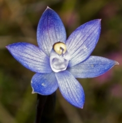 Thelymitra pauciflora at Yerriyong, NSW - suppressed