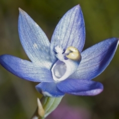 Thelymitra pauciflora at Yerriyong, NSW - suppressed