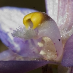 Thelymitra pauciflora (Slender Sun Orchid) at Barringella, NSW - 2 Oct 2005 by AlanS