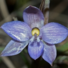 Thelymitra pauciflora at Barringella, NSW - suppressed