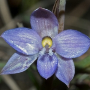 Thelymitra pauciflora at Barringella, NSW - suppressed