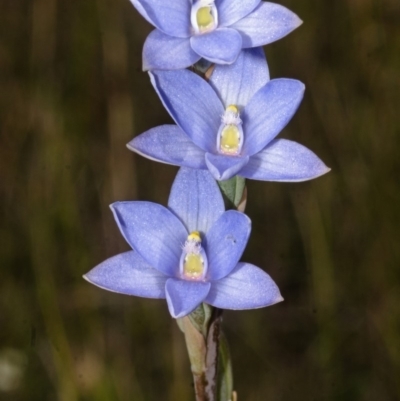 Thelymitra pauciflora (Slender Sun Orchid) at Yerriyong State Forest - 27 Sep 2013 by AlanS