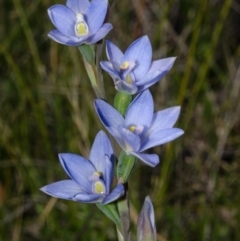 Thelymitra pauciflora at Jerrawangala, NSW - 28 Sep 2013