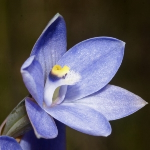 Thelymitra pauciflora at Jerrawangala, NSW - 28 Sep 2013