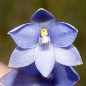 Thelymitra pauciflora at Jerrawangala, NSW - suppressed