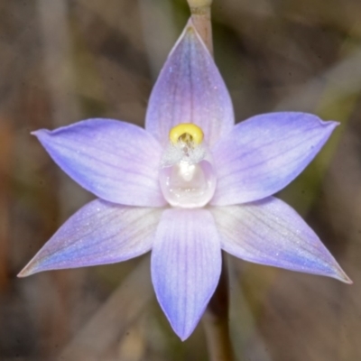 Thelymitra pauciflora (Slender Sun Orchid) at West Nowra, NSW - 29 Sep 2013 by AlanS