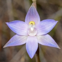 Thelymitra pauciflora (Slender Sun Orchid) at West Nowra, NSW - 28 Sep 2013 by AlanS