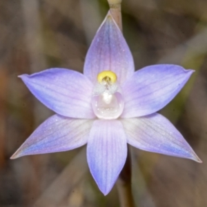 Thelymitra pauciflora at West Nowra, NSW - 29 Sep 2013