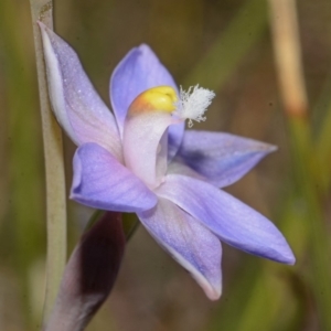 Thelymitra pauciflora at West Nowra, NSW - 29 Sep 2013